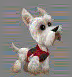 Westie ou West Highland White terrier Images10